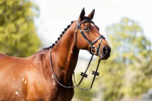 Cavalier Anatomical Leather Bridle Black
