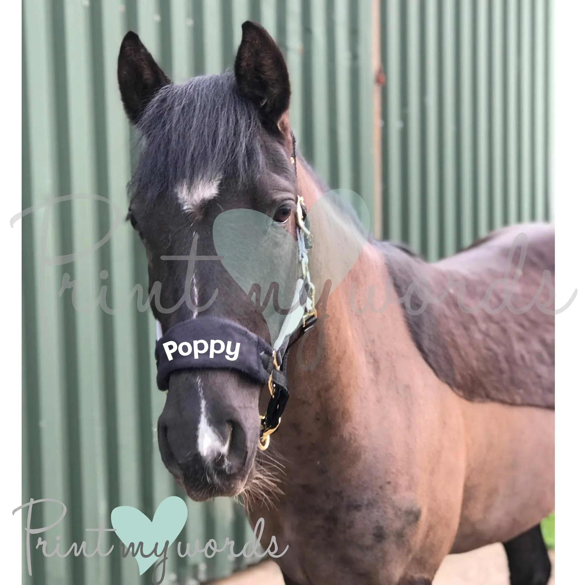 Personalised Anatomical Headcollar And Leadrope Set - Bold Design