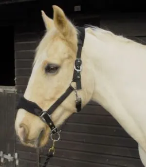Personalised Anatomical Headcollar And Leadrope Set - Brush Design