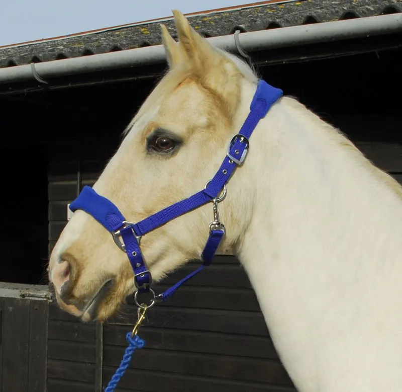 Personalised Anatomical Headcollar And Leadrope Set - Deco Design