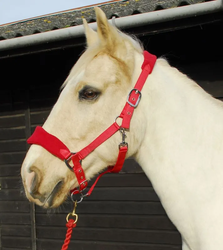 Personalised Anatomical Headcollar And Leadrope Set - Deco Design
