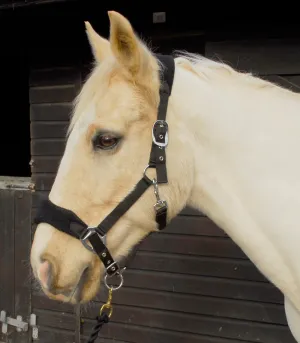 Personalised Anatomical Headcollar And Leadrope Set - Deco Design